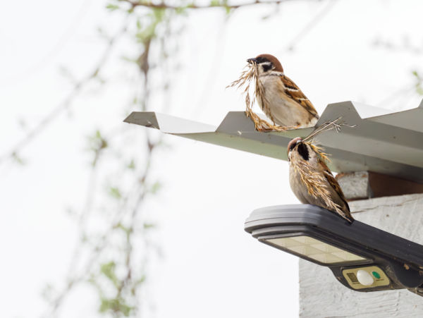 Falusi Csok- fészekrakó program
