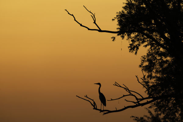 Kócsag és a horgok