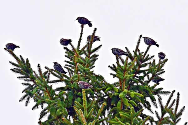 Karácsonyfa díszek