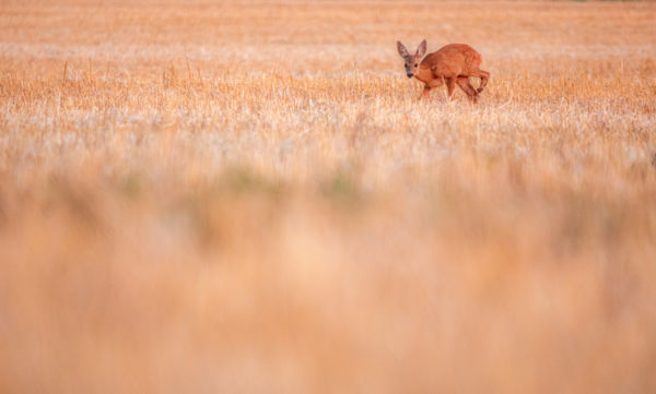 Járulékos veszteség