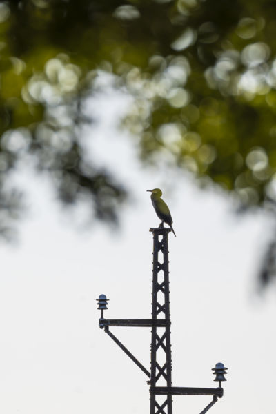 Civilizált kilátó