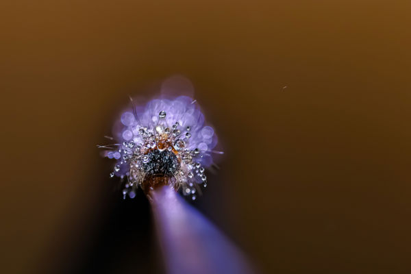 Harmatkorona