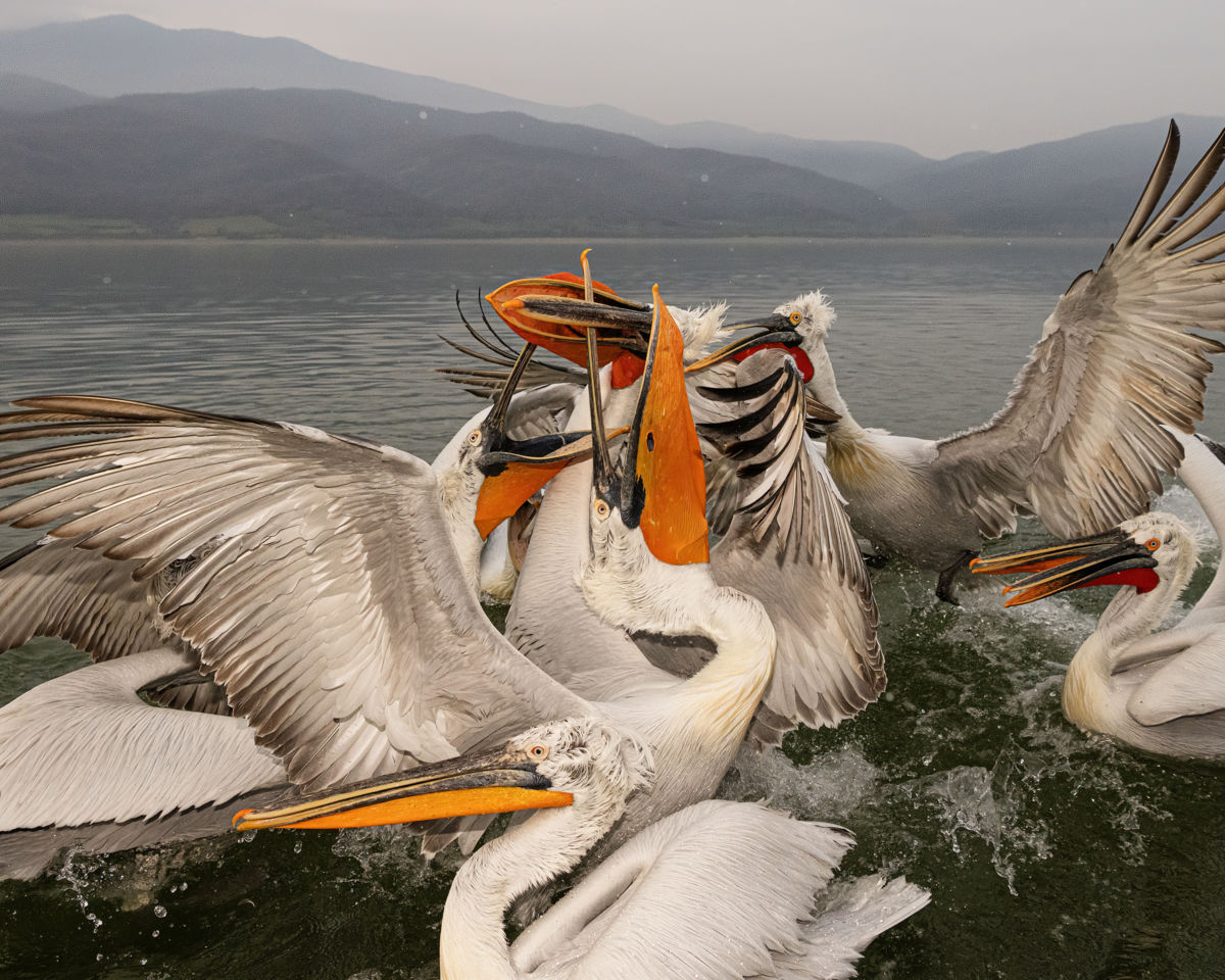 Dr. Kálmán Zsuzsanna