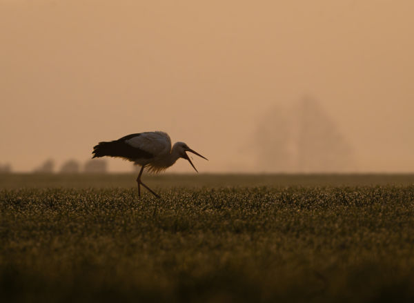 Early bird catches the worm