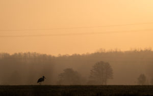 Solitude