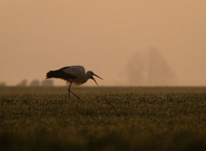 Early bird catches the worm