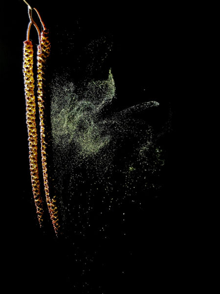 Pollen dongó