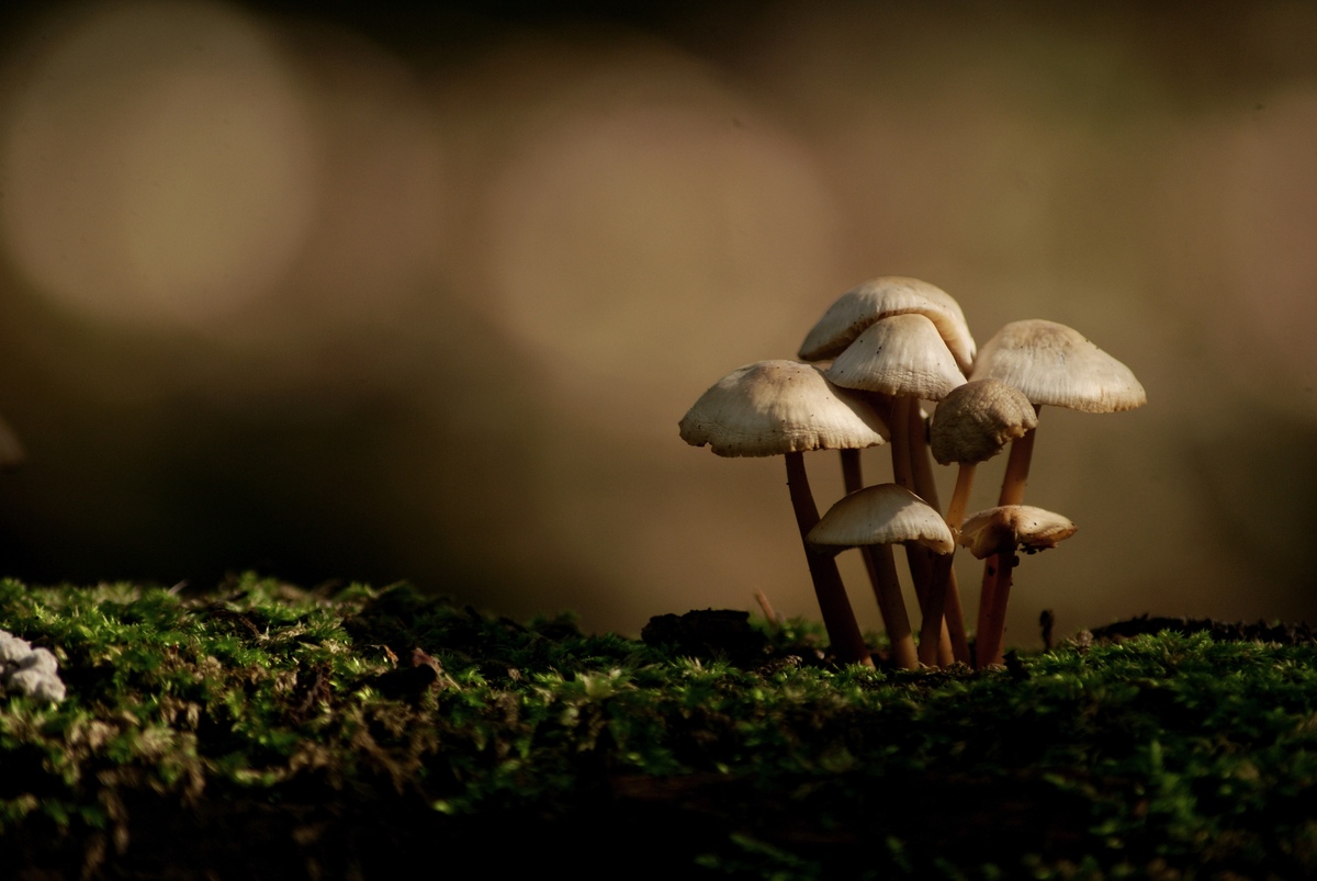 Laczkó-Magyar György