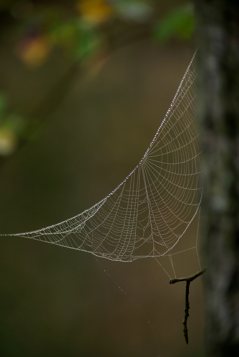 Laczkó-Magyar György