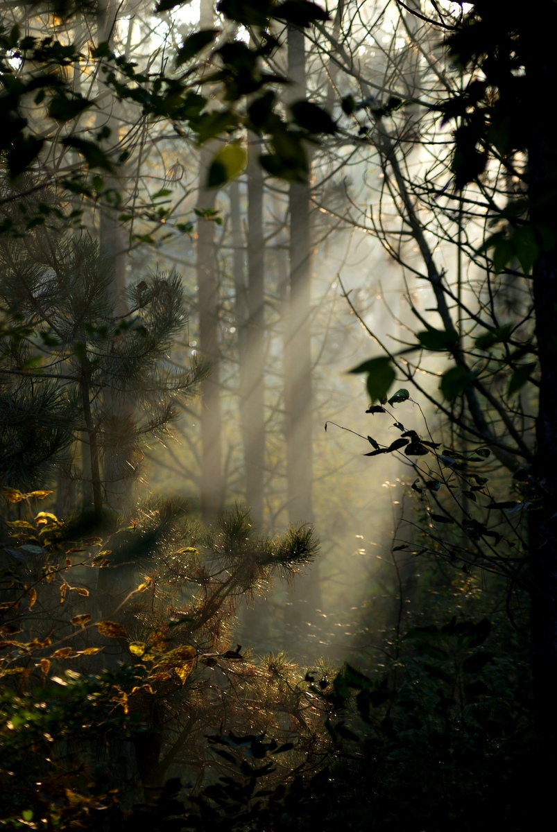 Laczkó-Magyar György