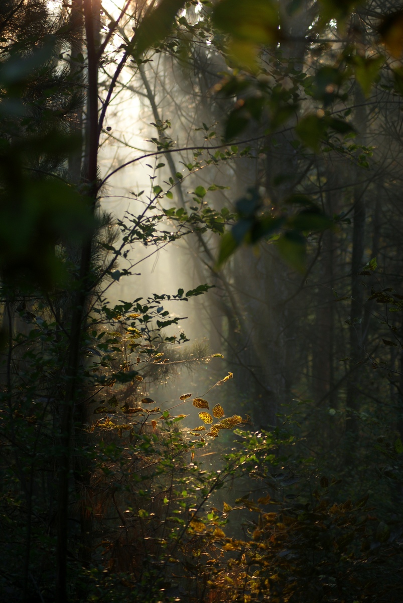 Laczkó-Magyar György
