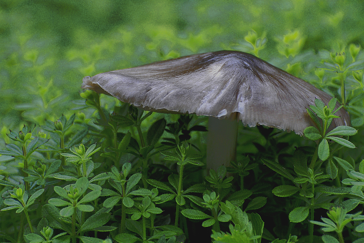 Gaál Zoltán Péter