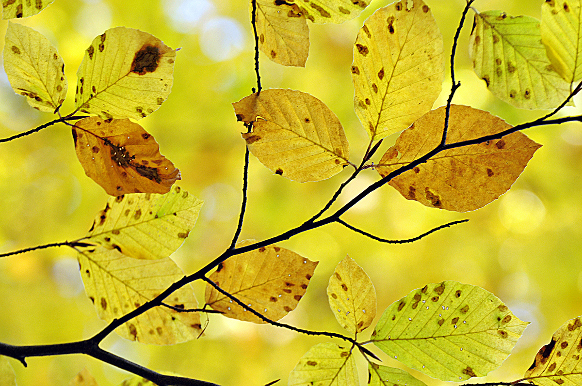 Gaál Zoltán Péter