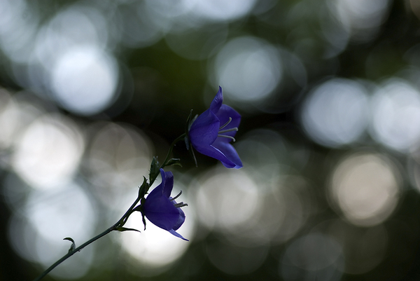 Campanula persicifolia
