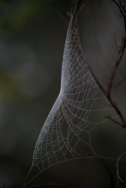 Pókháló máskép(p)