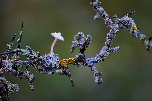 &quot;Szárazföldi korall&quot;