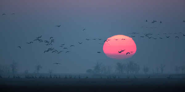 Napfelkelte darvakkal