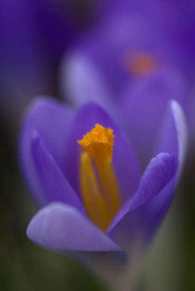 Crocus tommasinianus