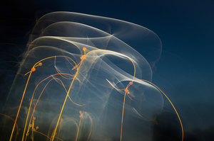 Kunsági "medúzák" Kunsági "medúzák"