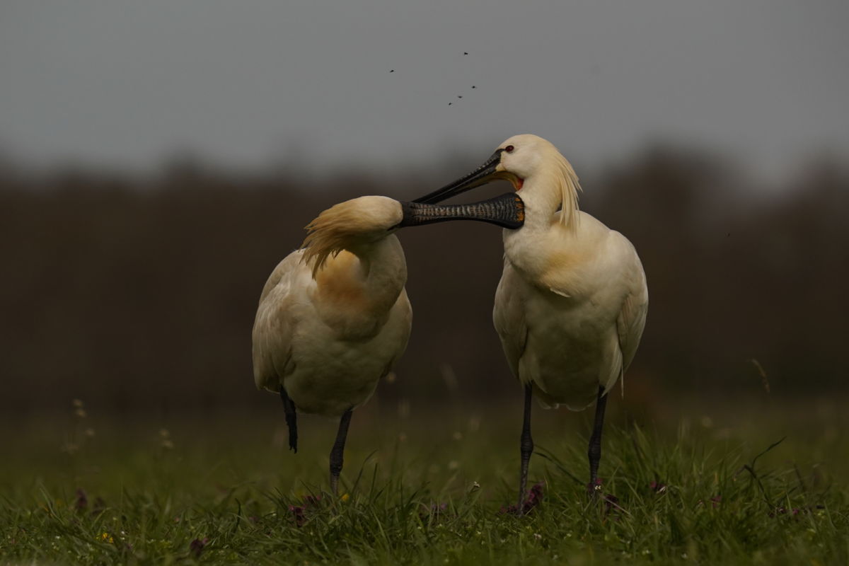 Kiss József 