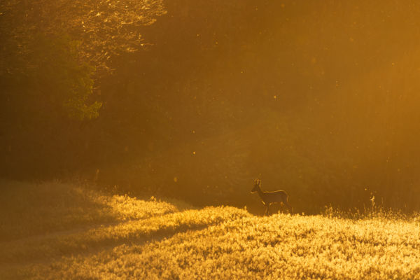 Bambi