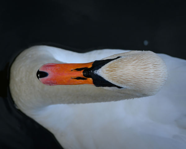 A nyugalom tengelye