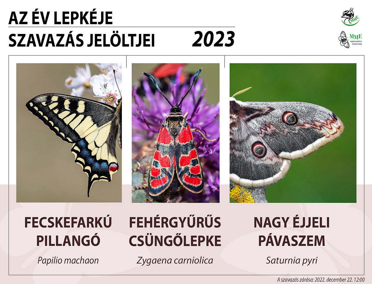 Év lepkéje 2023 – közönségszavazás