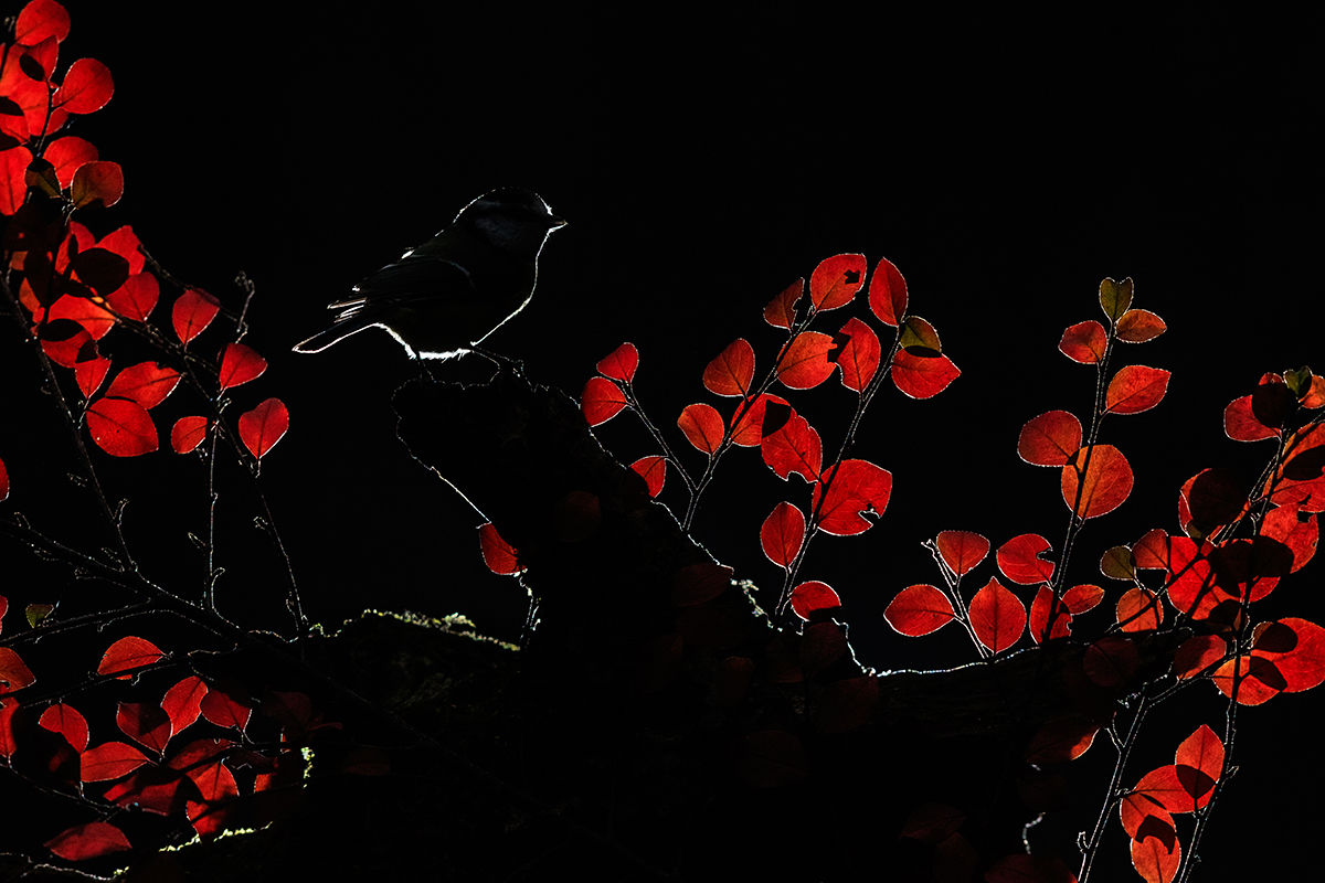 Megszülettek a VM áprilisi fotópályázatának eredményei