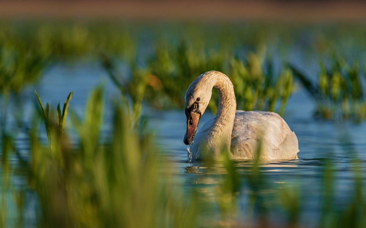 Fészkén ül a bütykös hattyú – Duna-Dráva Nemzeti Park