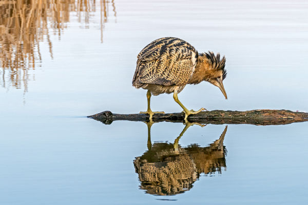Megszólaltak a bölömbikák a kardoskúti Fehér-tó környékén