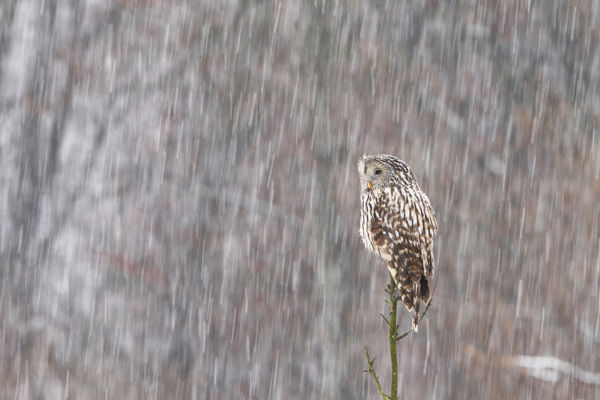 Hegyvidéki bagolyfaj került kézre Baján