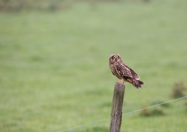 Idén is telelnek réti fülesbaglyok a Kis-Sárréten