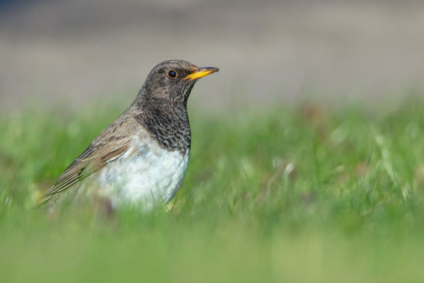 Ilyen, amikor a madarász teraszára beül egy igazi ritkaság