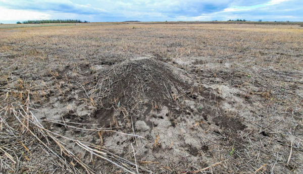 Különös halmok pettyezik a határt, szorgoskodnak a güzüegerek