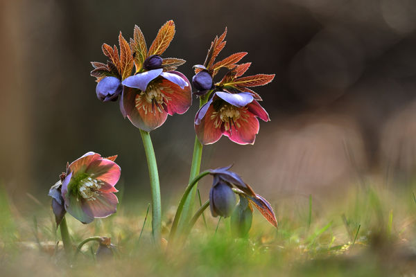 Kalandozások nemzeti parkjainkban – Duna-Ipoly Nemzeti Park III.