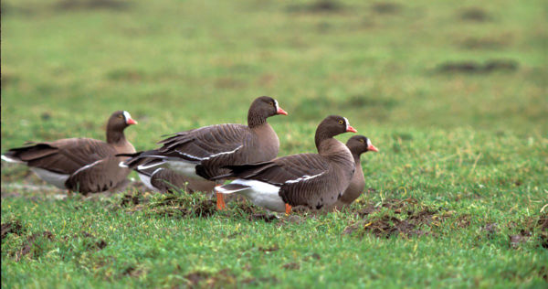 Fiatal kis lilik bukkant fel a kardoskúti Fehér-tavon