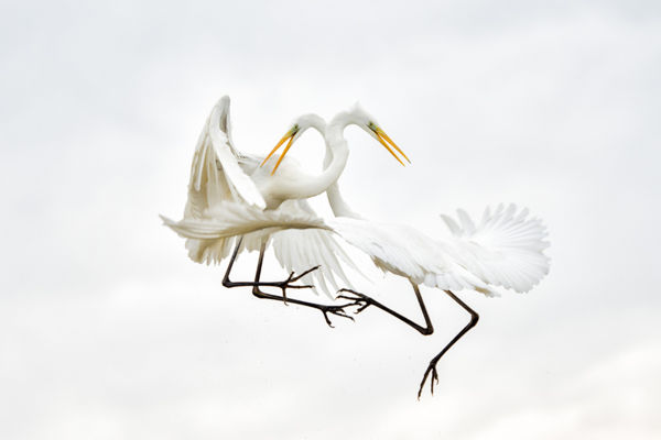 Nászruhát öltöttek a szürke gémek és a nagy kócsagok