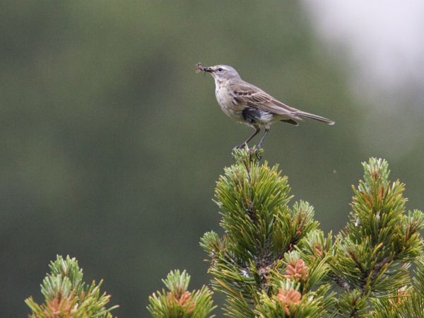 Az észrevétlen alpesi vendég