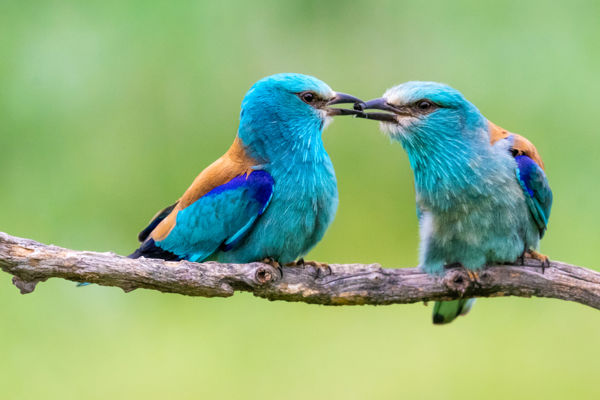 A Dél-Alföldön jó évük volt a szalakótáknak