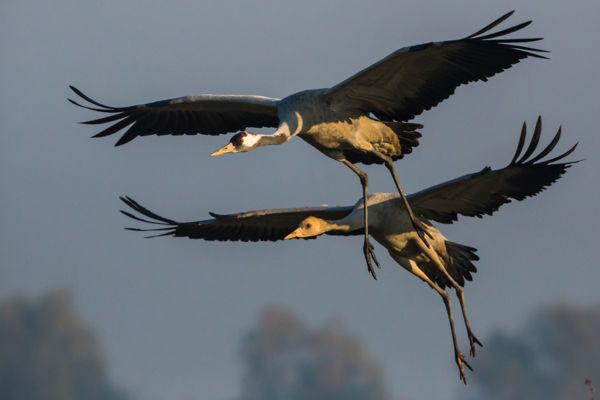 Szép számban akadnak átnyaraló darvak a Kígyósi-pusztán