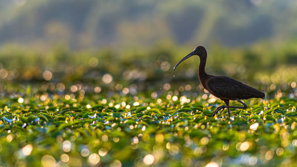 Nem mindennapi vendég Drávaszentesen