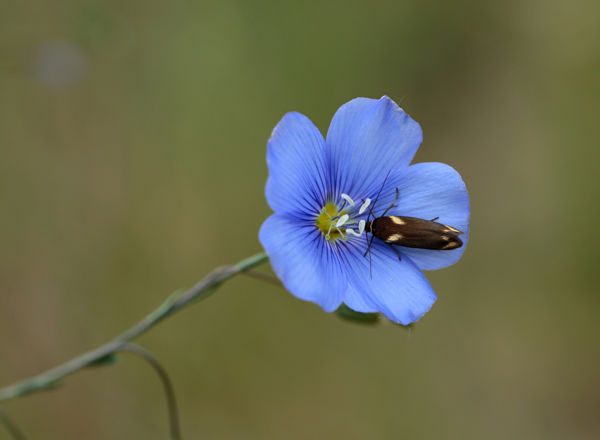 Hegyi len virít a Hármas-Körös töltésein