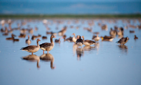 Vadludak, récék, bíbicek &#8211; Élénkülő madárvonulás a Kis-Sárréten