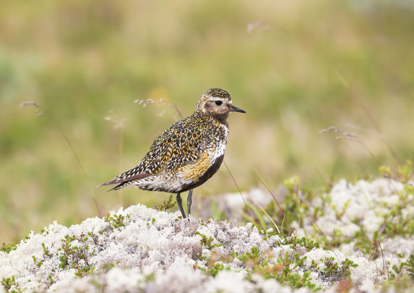 Idén kevesebb vonuló aranylile állt meg a Kardoskúti-pusztán