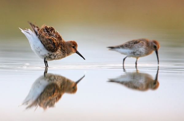 Sorban érkeznek északról a telelő madárfajok