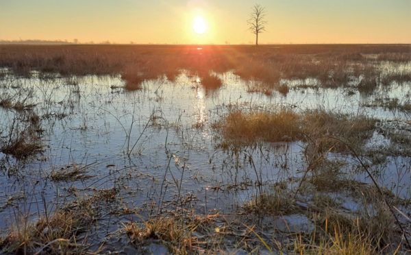 A szikesek fennmaradásának egyik előfeltétele az időszakos vízborítás