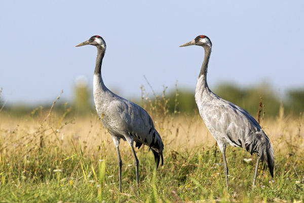 Áttelelő darvak lakomáznak a learatott rizsföldeken
