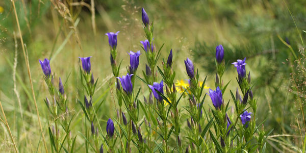 Láprétek őszi szépsége: a kornistárnics