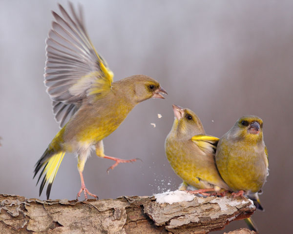 Hogyan etessük helyesen télen a madarakat?