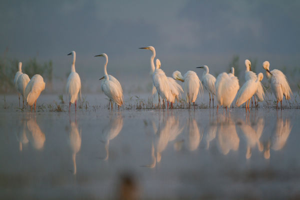 Kirepültek a gémfiókák, keresik a vizes élőhelyeket